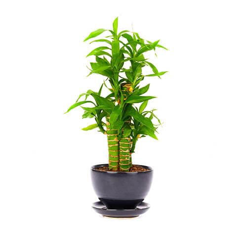 /vr/index.php?num=64